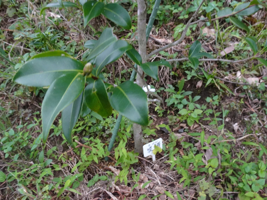 まんだら椿 に花芽が着きました 八重桜挿し木にチャレンジは 朝日二丁目自治会サイト